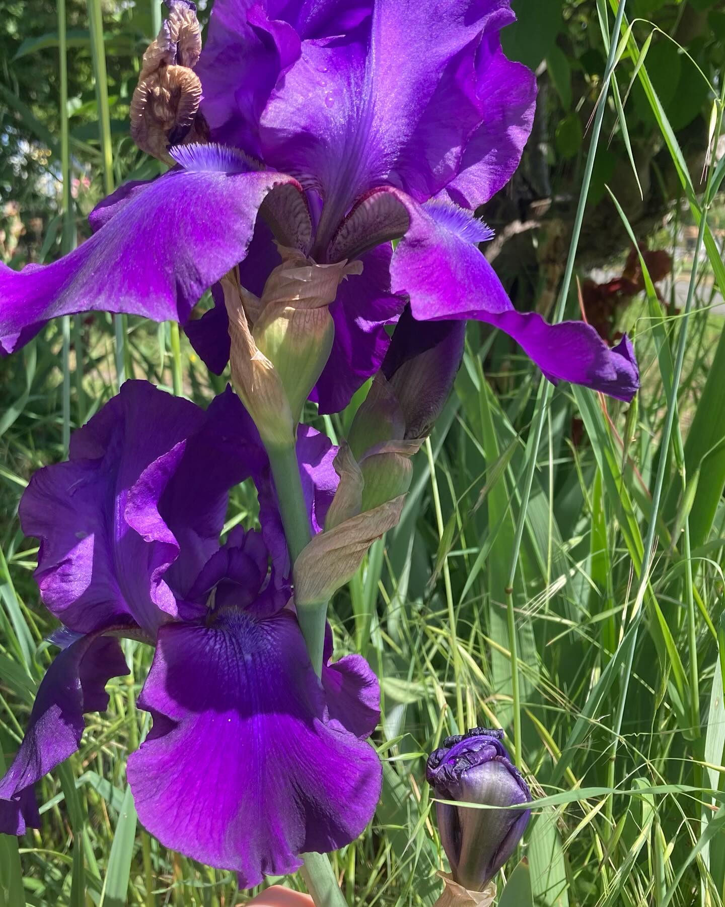 As Iris season comes to an end here is a collection of some of my favorite iris from my garden. #iris #flower #flowers #flowersofinstagram #spring #latespring #latespringflowers