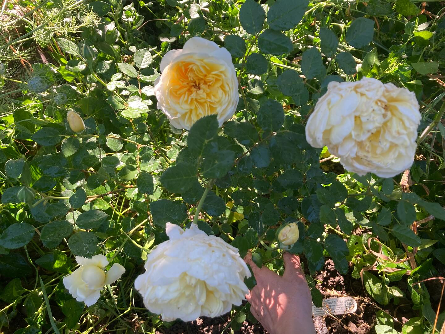 Update on the new rose bushes I bought myself as post release presents in March. They are growing well and they both have beautiful sweet smelling flowers #roses #rose #flowergarden #flowers #plantingroses #gifttoself #releasedaypresent