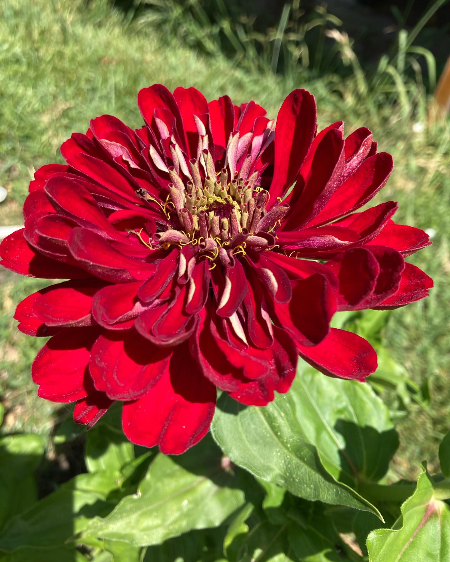 Some of the first zinnias in our garden. #flowers #gardening #zinnias #summertime #flowergarden