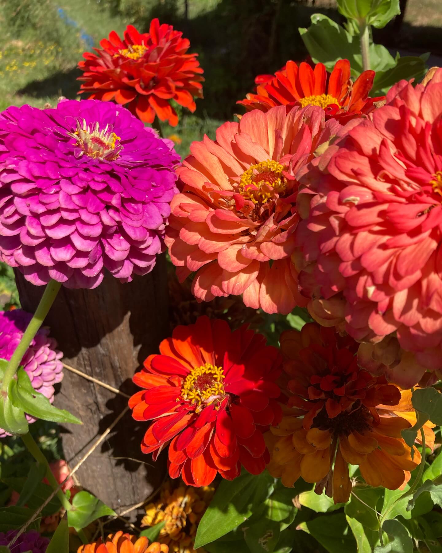 Some wonderful Zinnias from our garden #garden #flowergarden #flowers #summertime #summer #zinnias