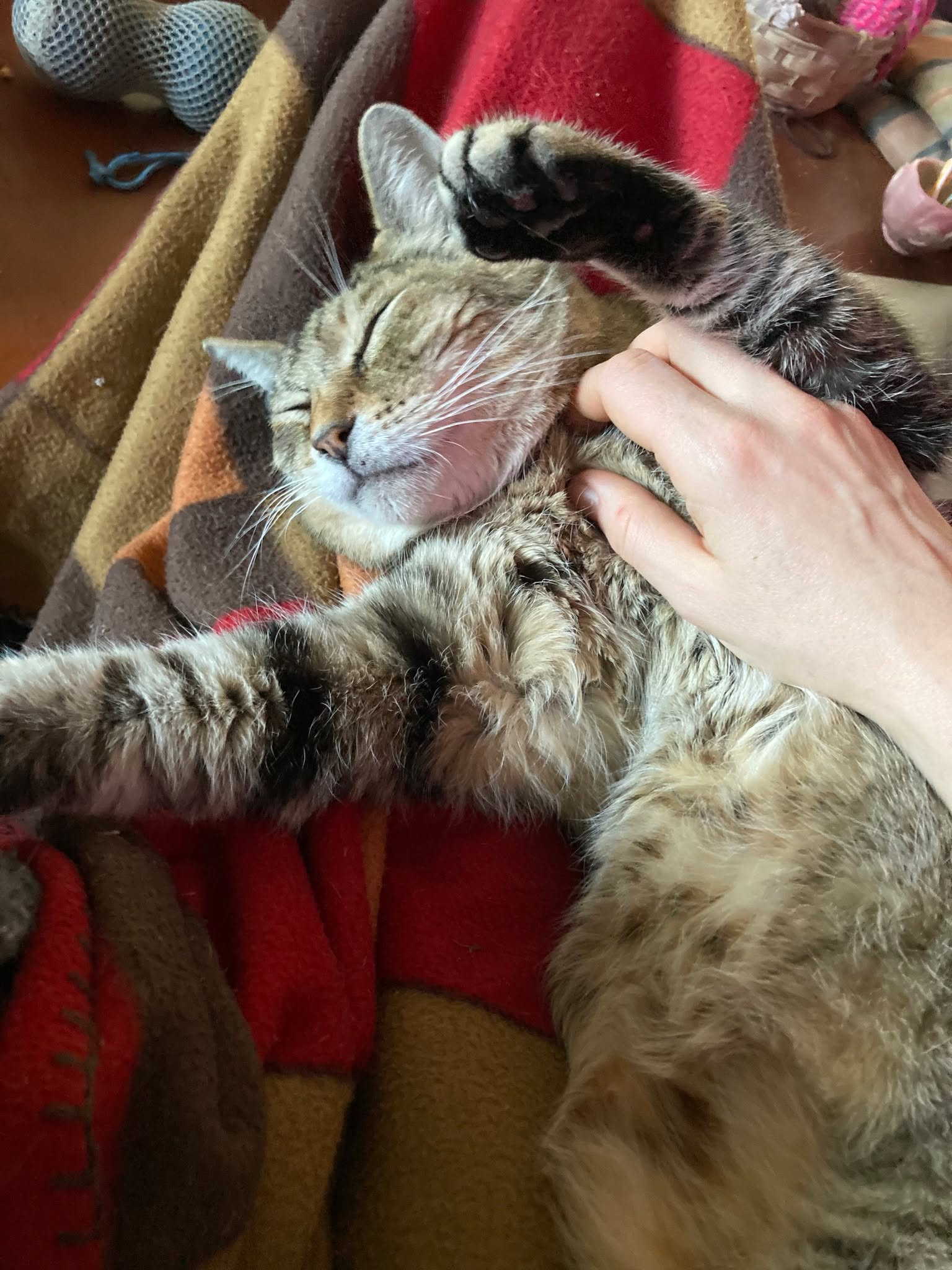 Have a lovely day and enjoy this cute cat pic :) 
 #cats #pethelpers #animalovers #cats🐱 #catscatscats #catstagram #CozyVibes #cozyvibes #cozyvibes❤️ #cutest #CuteAnimals #cutenessoverload #cutekitty #cutekitty🐱 #cutekittycat