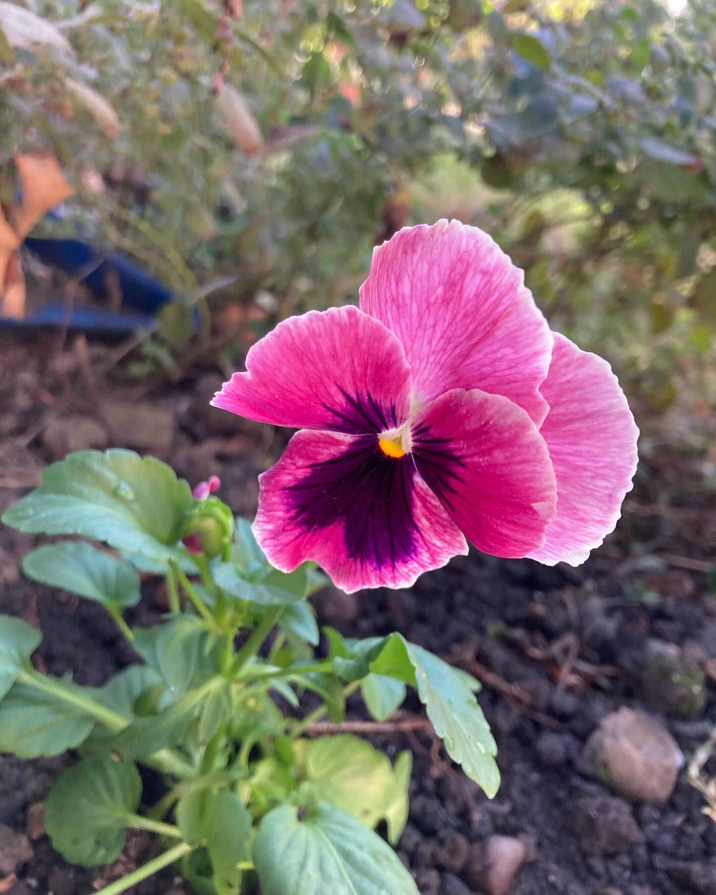 I planted some pansies this week 😊 #flowers #pansies #fallflowers